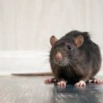 Дератизация - уничтожение мышей и крыс САО