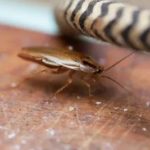 Уничтожение тараканов САО